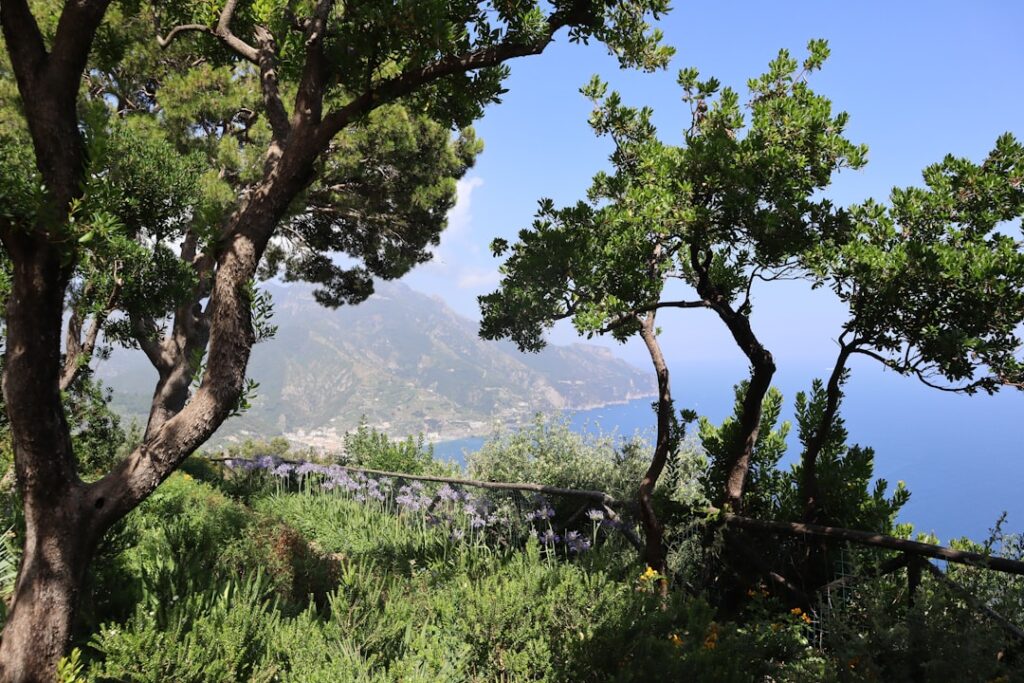 Widok z Ogrodów Augusta na Capri przez drzewa i kwiaty