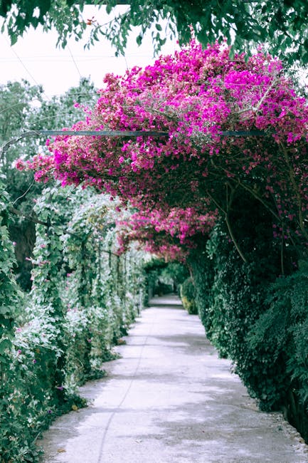 Allée ombragée aux Jardins d'Auguste couverte de bougainvilliers roses