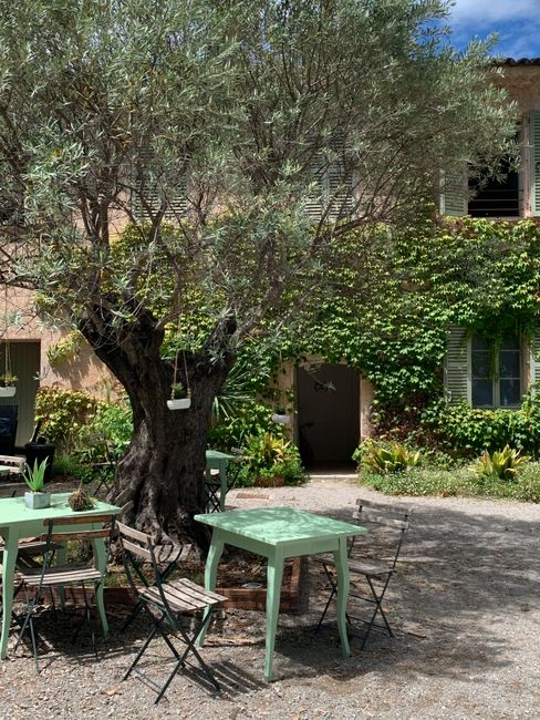 Sonniger Innenhof mit altem Olivenbaum und pastellgrünen Tischen