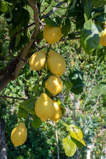 Sunlit lemons hanging from branch in a Sicily lemon orchard