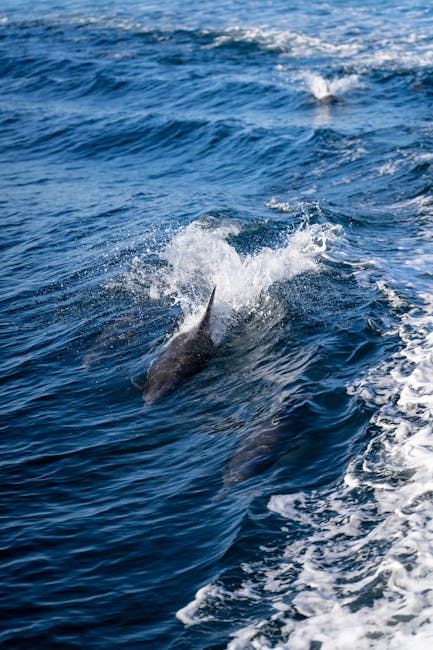 Delfini che cavalcano la prua in un mare calmo vicino a una barca turistica nel nord della Sicilia