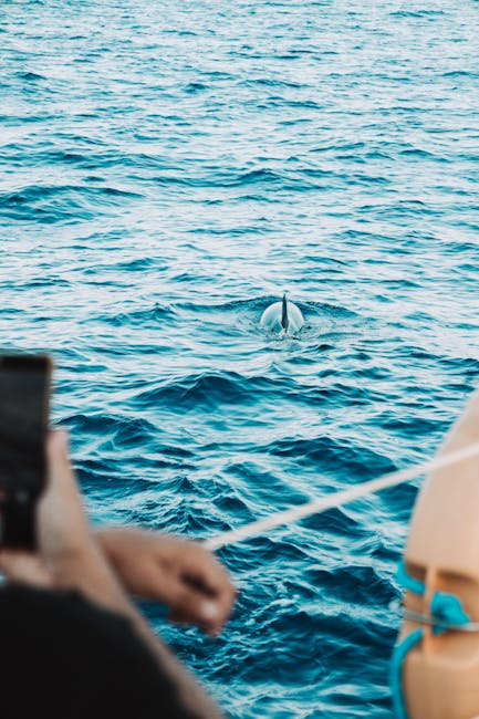 Gruppo di turisti che osserva i delfini da una piccola barca eco-friendly lungo la costa italiana