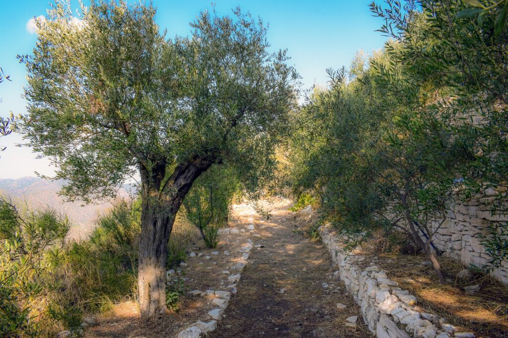 Sunlit olive grove path lined by low stone walls in Sicily