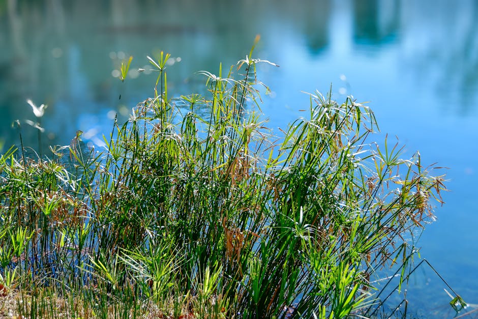 Fonte Aretusa, een zoetwaterbron met papyrusplanten rond het water