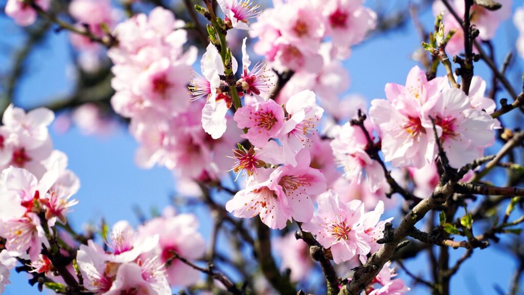 Nahaufnahme rosa Mandelblüten am Ast, klarer Frühlingshimmel Sizilien