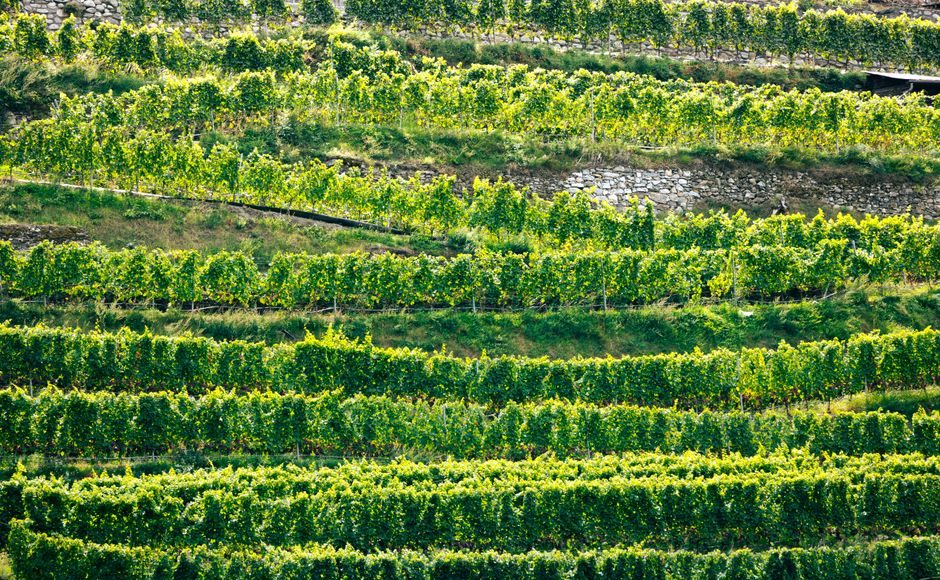 Filari di vigneti terrazzati verdi su pendio soleggiato della Sicilia