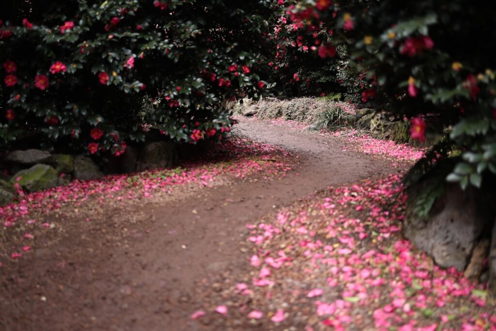 Allée couverte de pétales roses dans un jardin des Îles Borromées, Lac Majeur