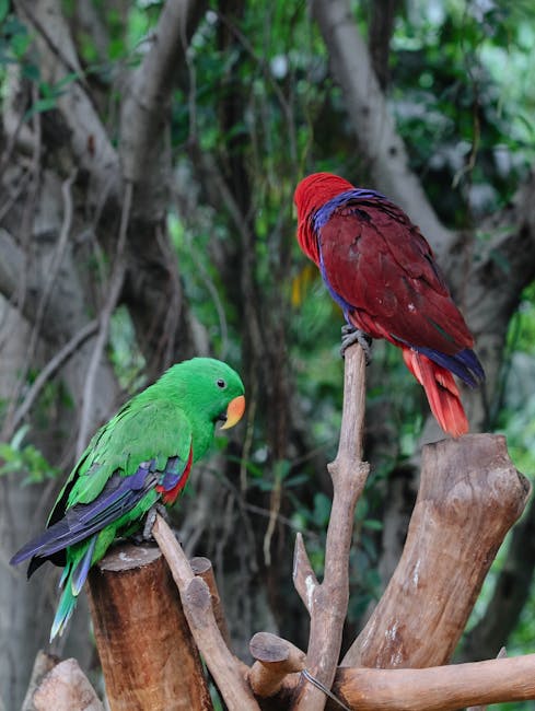 Deux perroquets colorés perchés sur branches dans une serre d'Isola Madre