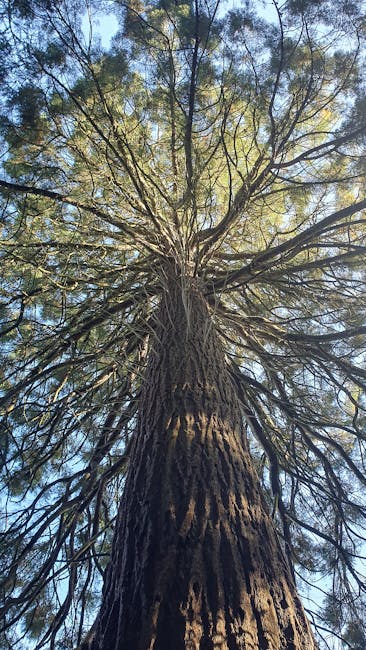 Imponente albero secolare visto dal basso nei parchi del Lago Maggiore