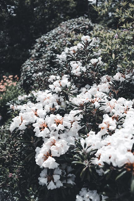 Fioritura di rododendri bianchi nei giardini del Lago Maggiore