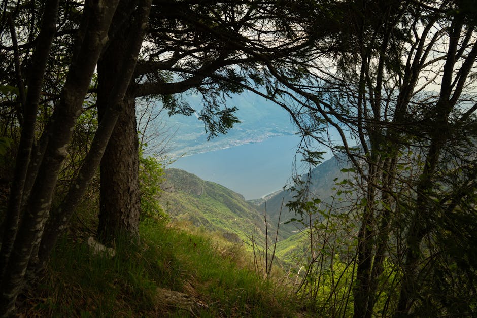 Framed by trees, steep green valley opening to Lake Maggiore below