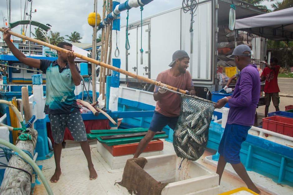 Trois pêcheurs chargent un filet rempli de poissons sur un bateau