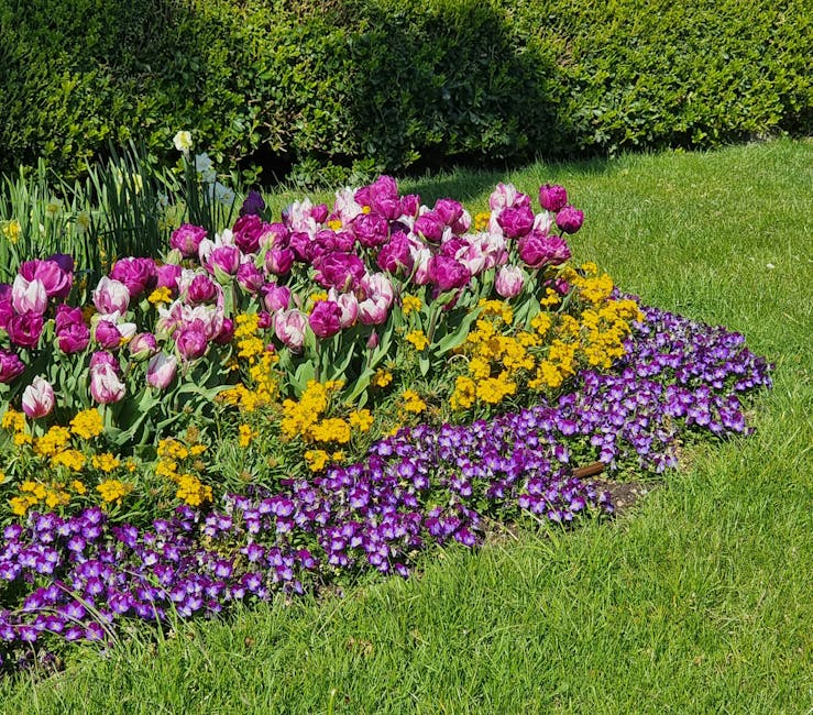 Kwietna rabata z fioletowymi tulipanami i żółtymi kwiatami nad Jeziorem Maggiore