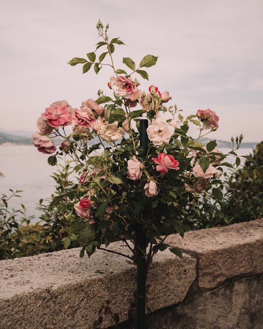 Buisson de roses appuyé sur un muret bordant Lac Majeur