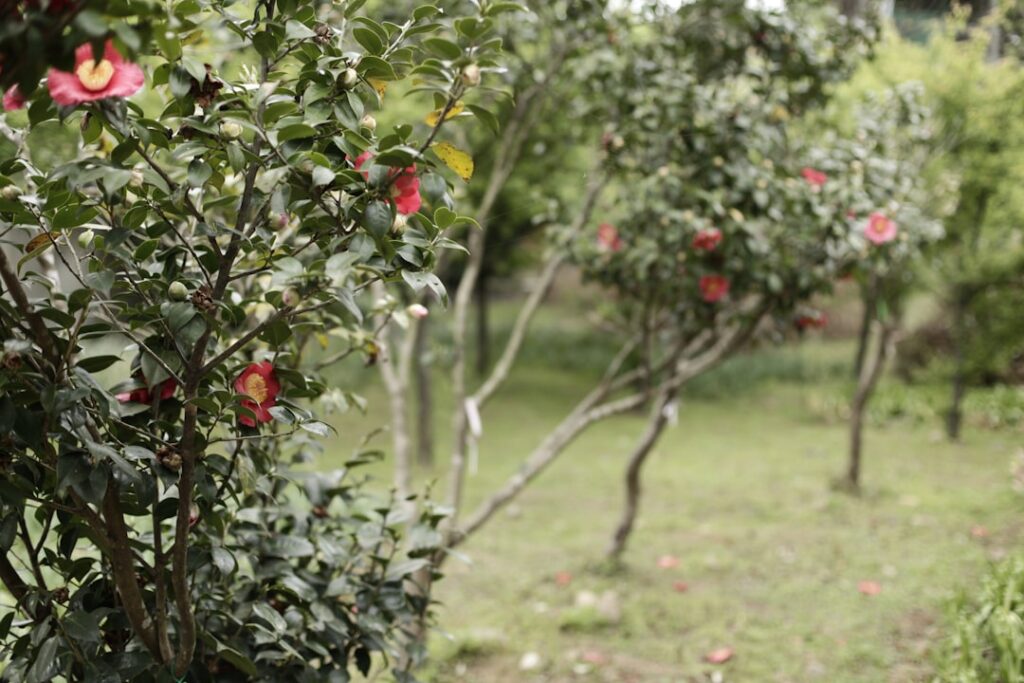 Camellia shrubs with red blooms in a shaded garden near Lac Majeur