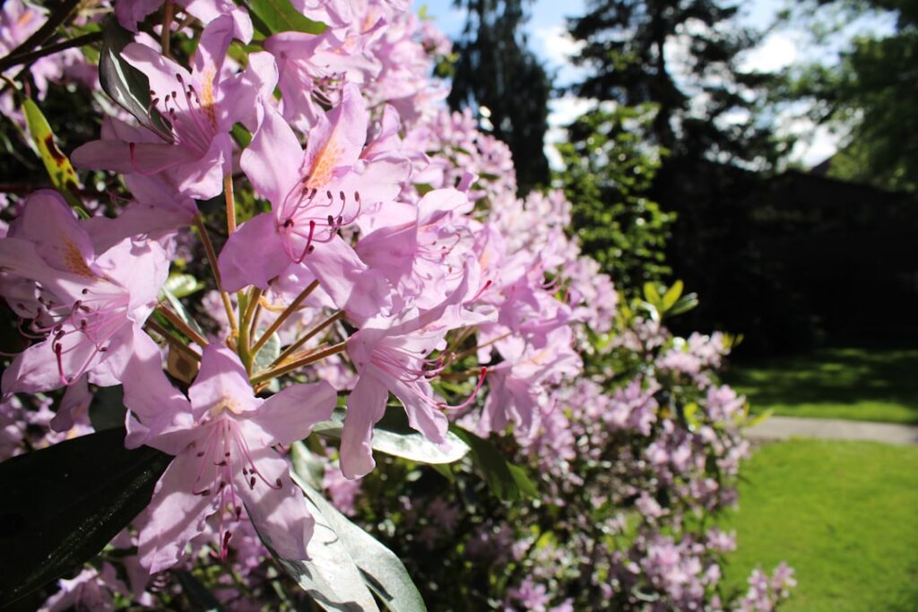 Różowe rododendrony w słonecznym ogrodzie nad Jeziorem Maggiore, ścieżka i trawnik