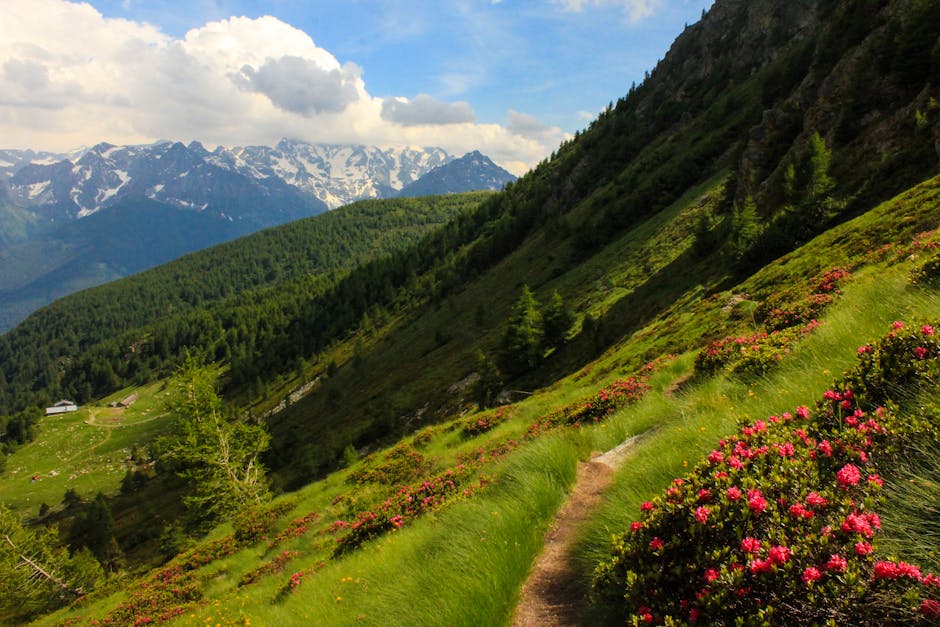 Sentier étroit bordé de rhododendrons roses sur flanc montagneux