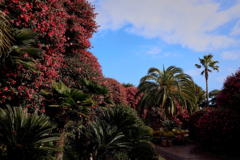Giardino botanico con palme e cespugli fioriti vicino al Lago Maggiore