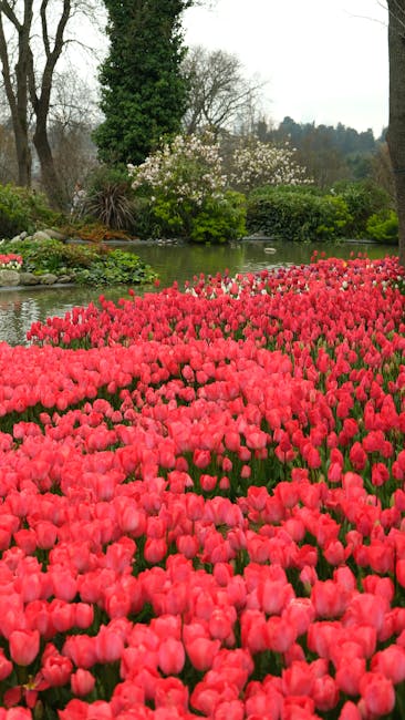 Red tulip beds beside a pond at Villa Taranto, Lake Maggiore