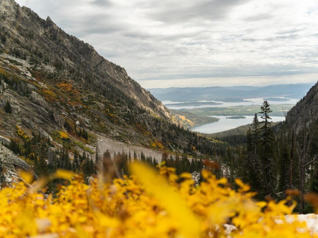 Vue en contrebas sur un lac depuis une vallée alpine, fleurs jaunes au premier plan