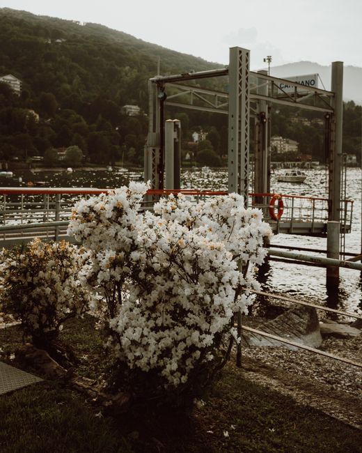 Buisson de rhododendrons blancs près d'un ponton sur le Lac Majeur