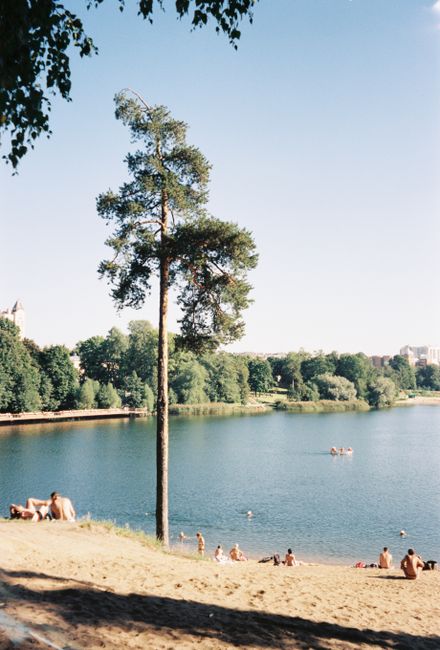 Plage sablonneuse avec grand pin et baigneurs au bord du Lac Majeur