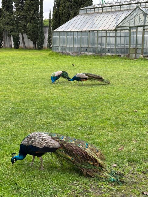 Bunte Pfauen picken auf dem Rasen vor einem Gewächshaus am Lago Maggiore