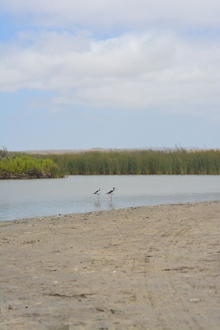 Deux échasses blanches marchant dans l'eau peu profonde près du Lac Majeur