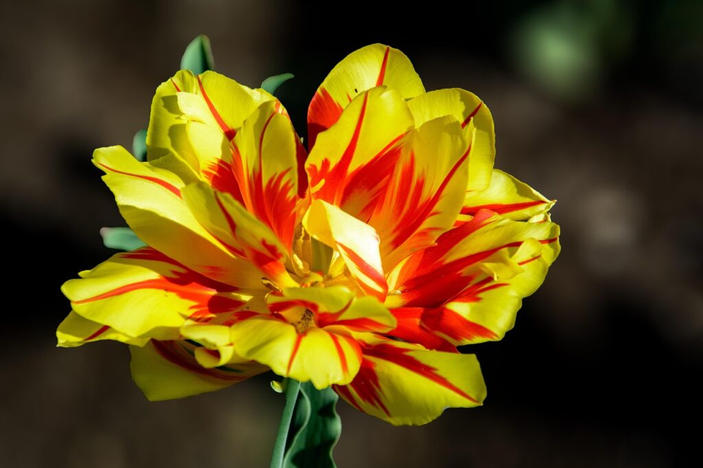 Tulipe jaune et rouge éclatante du parc des villas du Lac Majeur