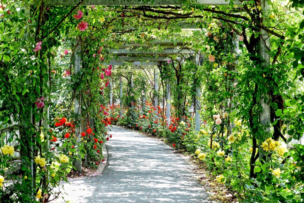 Allée pergola couverte de rosiers colorés dans un jardin du Lac Majeur