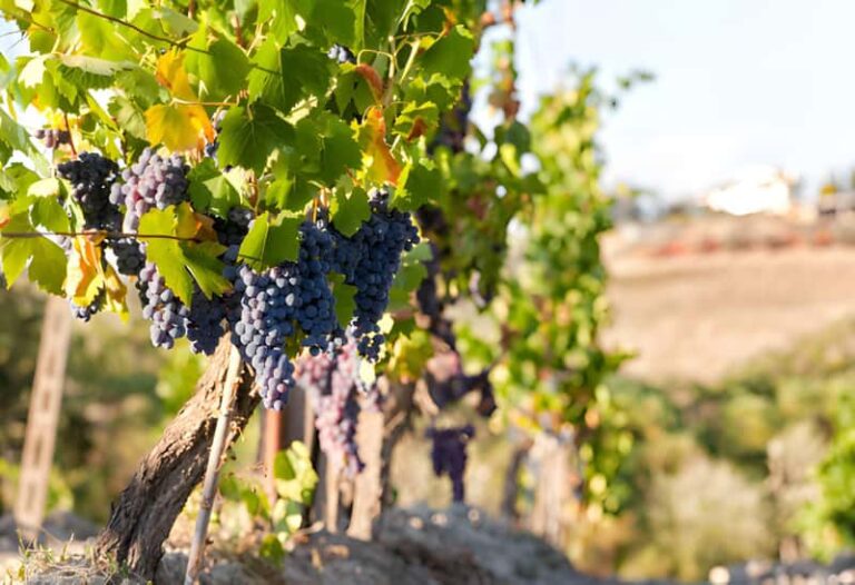 Chianti — dégustation et paysages