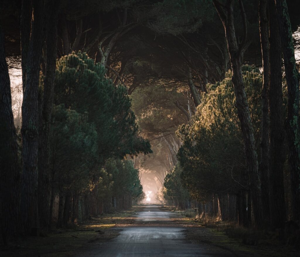 Sunlit tree-lined pine avenue in Umbrian countryside, light glowing ahead