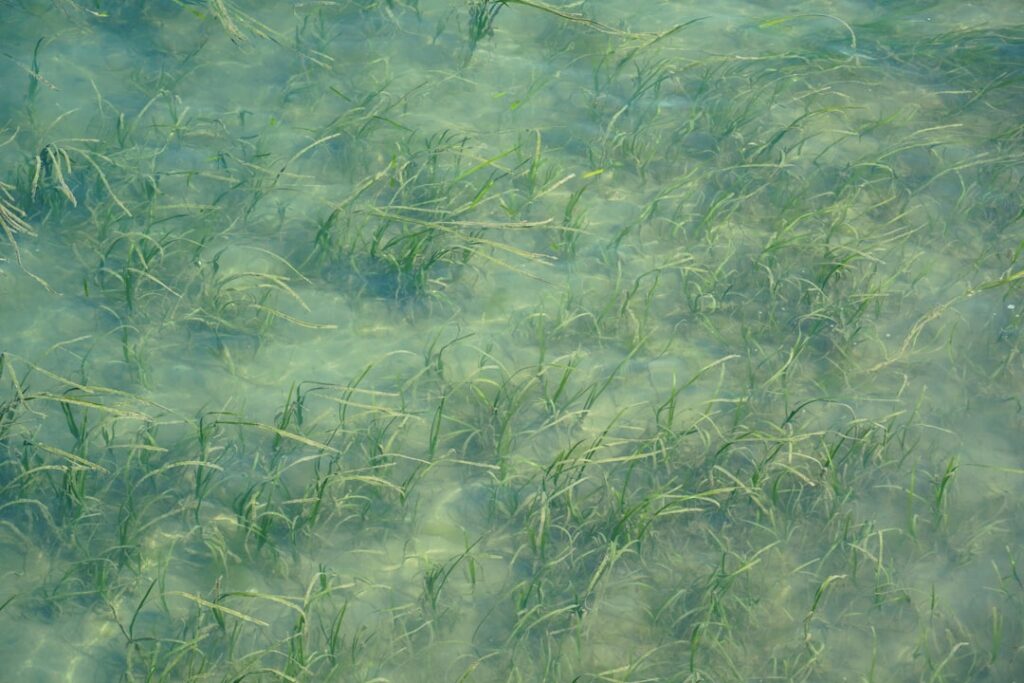 ondiep helder water met riet bij Tuoro sul Trasimeno
