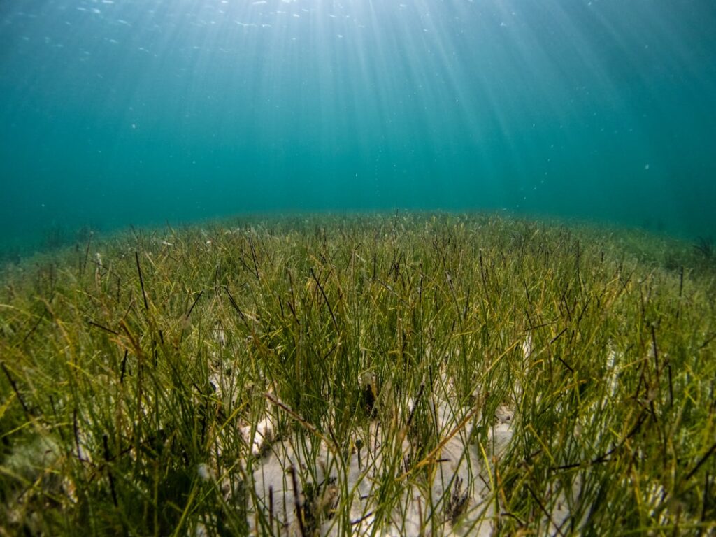 Onderwaterzicht op waterplantenbodem bij het Trasimeense Meer in Ombrie