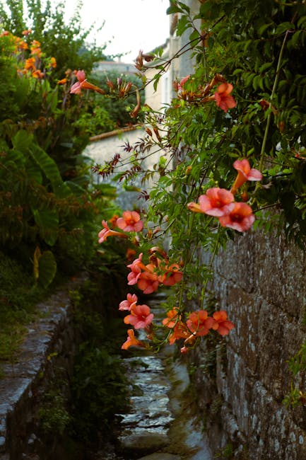 Fiori arancioni rampicanti lungo un rigagnolo tra muri di borgo umbro
