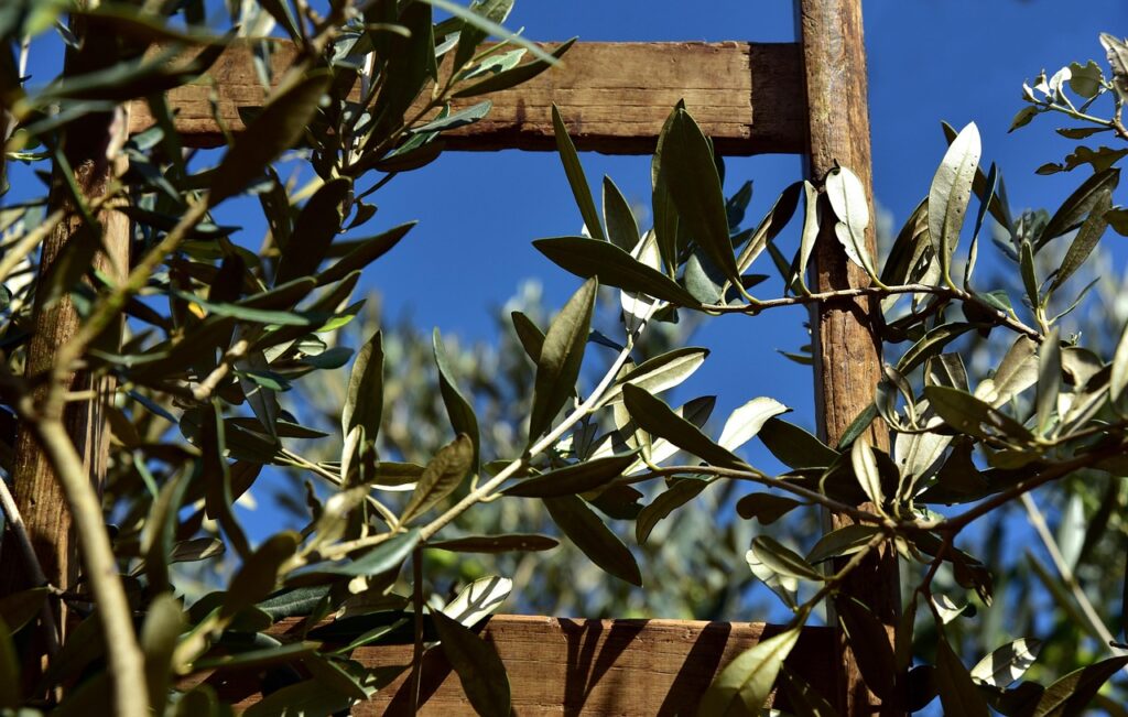 Rami di ulivo su graticcio con cielo blu dell'Umbria