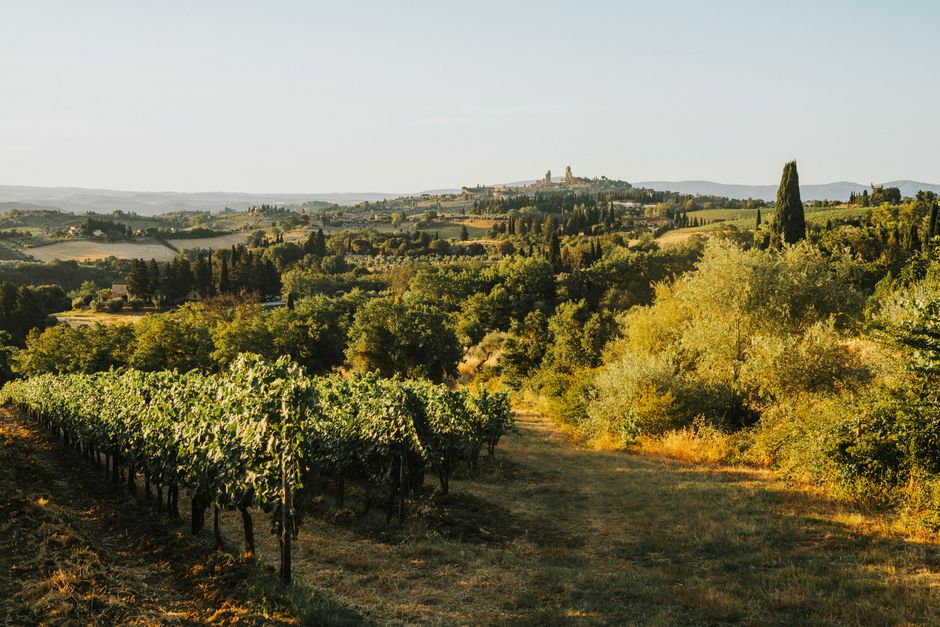Vigneti di Montefalco al tramonto