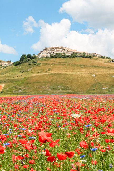 Champ de coquelicots devant le village perché de Castelluccio, Ombrie