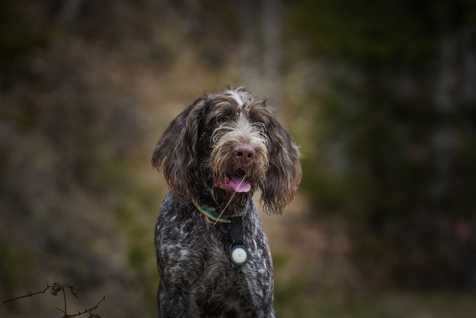 Chien truffier à poil hirsute portant collier en Ombrie