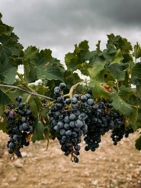 Raisins noirs juteux accrochés à la vigne d'un domaine calabrais
