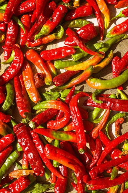 Sunlit red and green chilies drying for Calabria 'nduja production