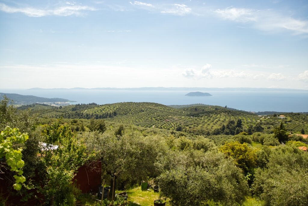 Collines d'oliviers et vue sur la mer au large de Calabre