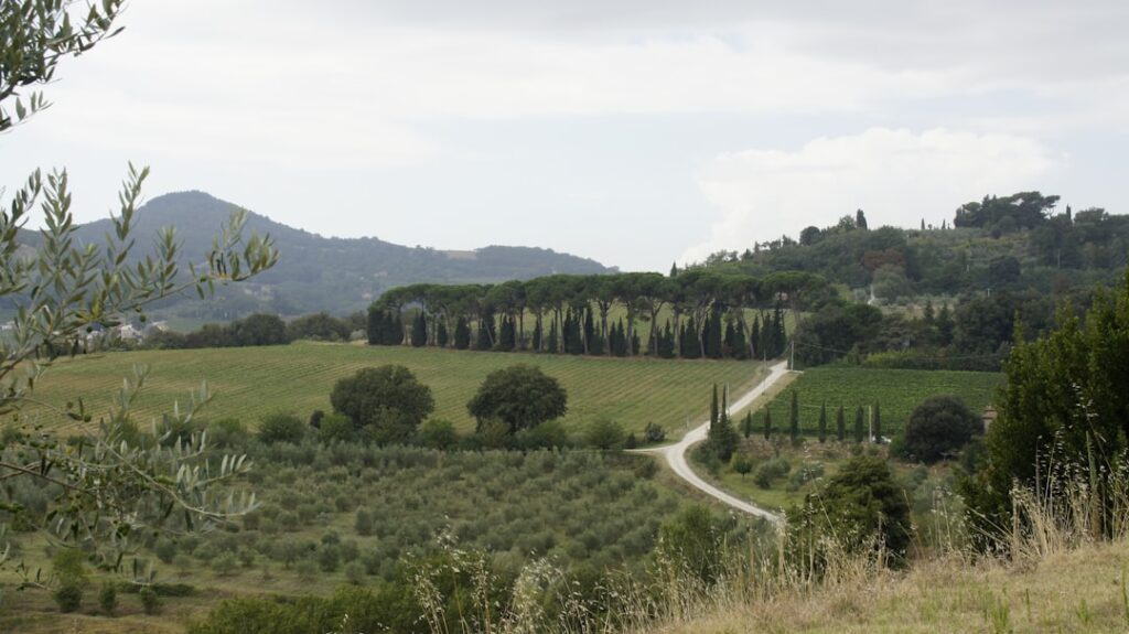 Paysage de vignobles et cyprès bordant une route rurale en Calabre