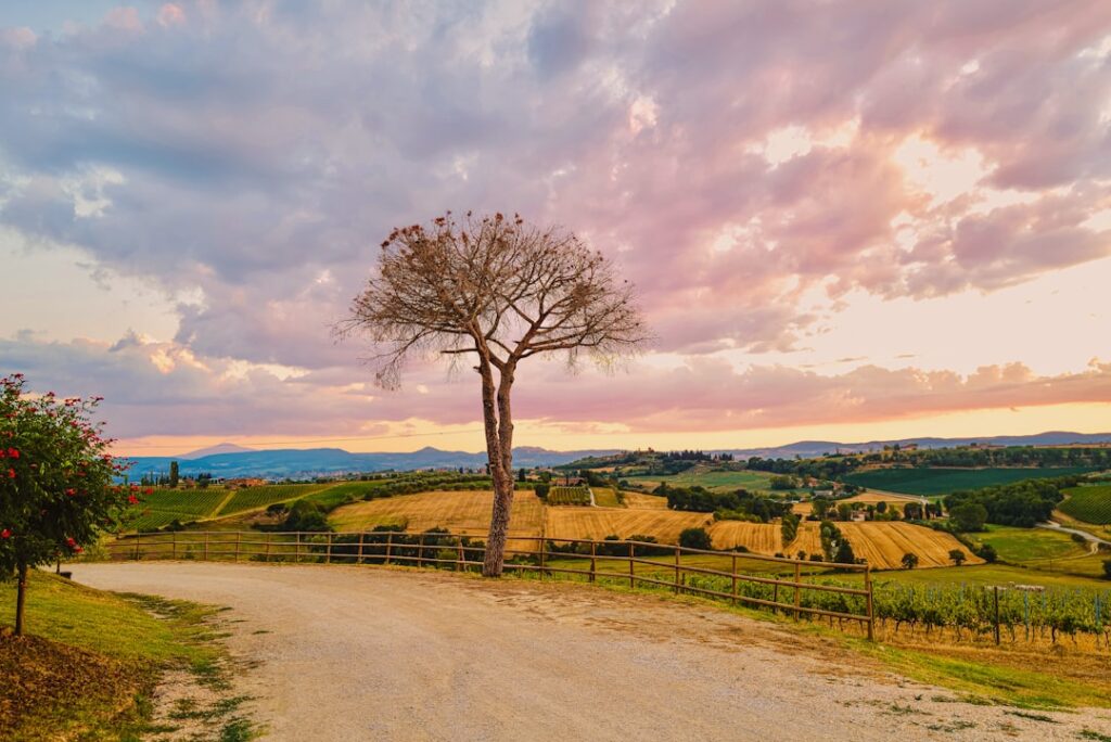 Route de campagne et vignoble au coucher du soleil en Calabre