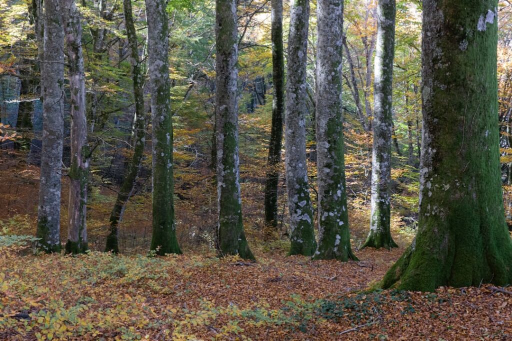 Buchenwald mit buntem Laub im Pollino-Nationalpark, Kalabrien