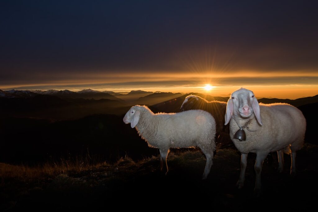 Schafe mit Glocke vor Sonnenaufgang in Kalabriens Bergen.