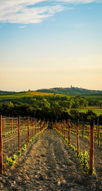 Vineyard rows leading toward a distant hilltop village in Calabria