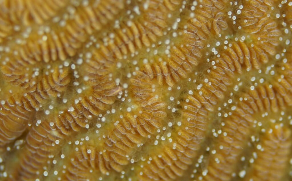 Gros plan sur le motif d'un corail jaune orangé du littoral calabrais