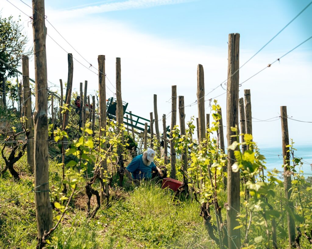Worker tending steep coastal vineyard terraces in Calabria near the sea