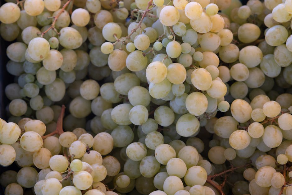 Fresh white grape clusters from Calabria harvest, tightly packed